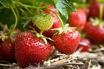 Erdbeeren
