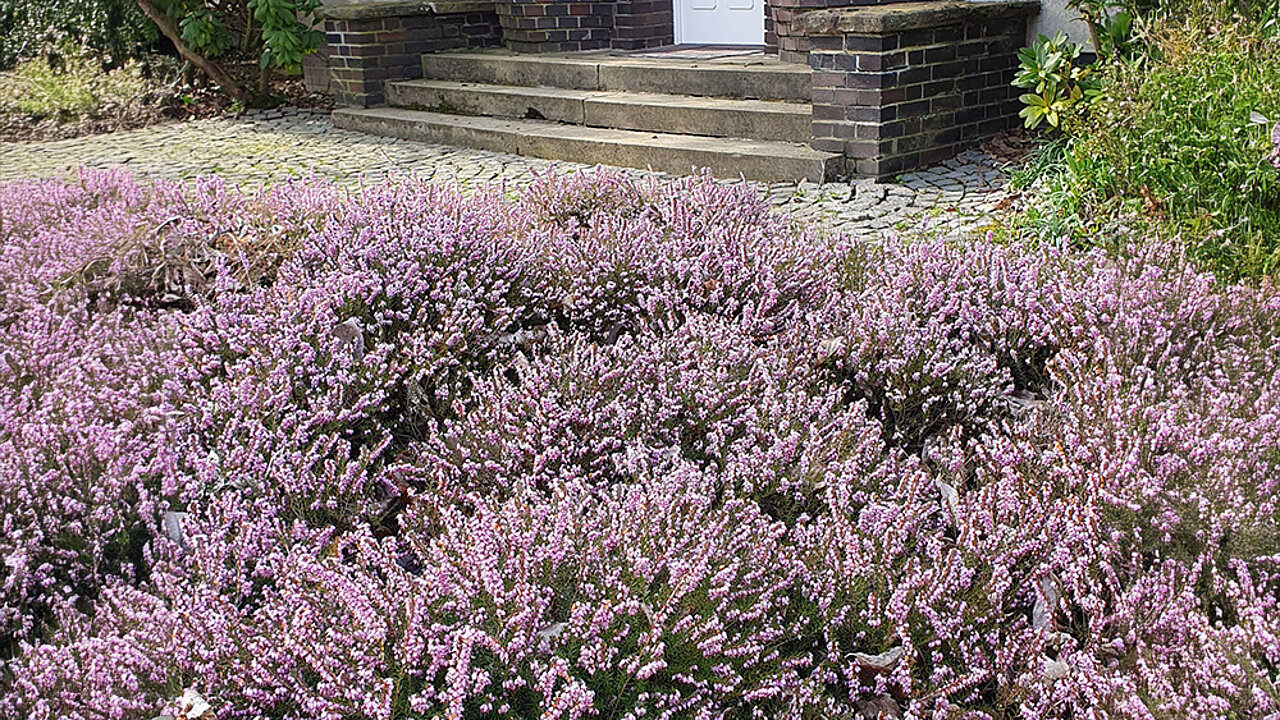 Lebendiger Steingarten mit Lavendel