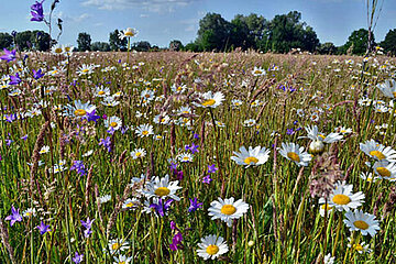 Wildblumenwiese