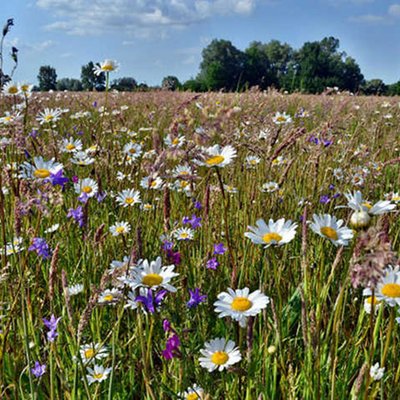 Wildblumenwiese