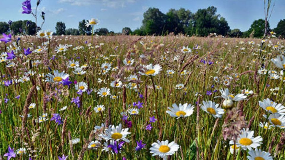 Wildblumenwiese