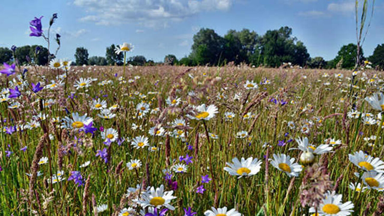 Wildblumenwiese