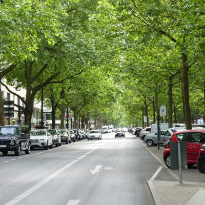 Straßenrandbepflanzungen