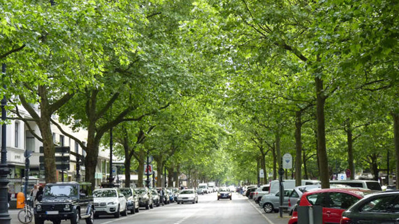 Straßenrandbepflanzungen