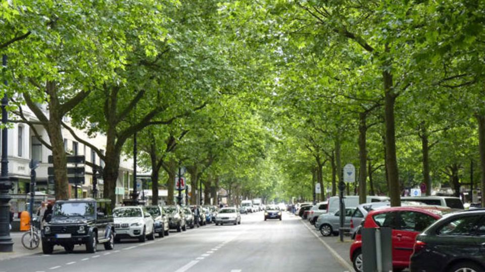 Straßenrandbepflanzungen