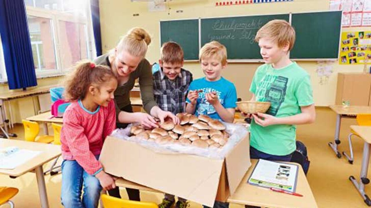 Pilzbox