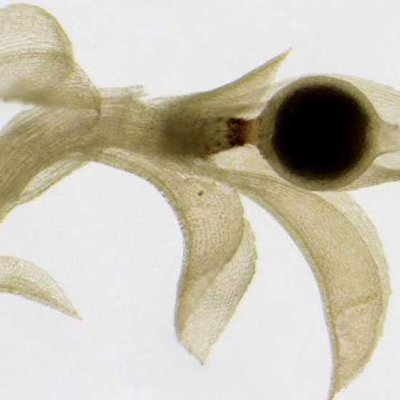 Physcomitrella patens mit Sporenkapsel