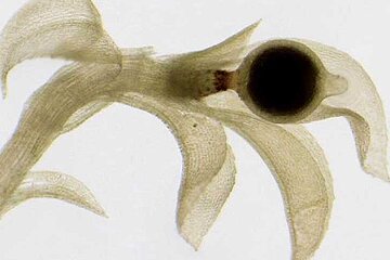 Physcomitrella patens mit Sporenkapsel
