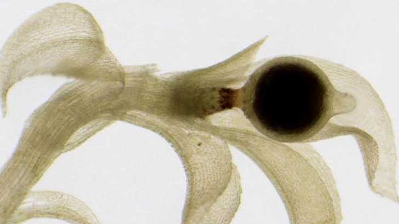 Physcomitrella patens mit Sporenkapsel