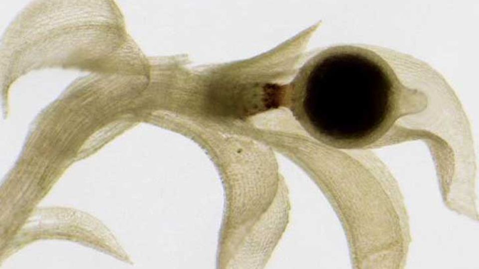 Physcomitrella patens mit Sporenkapsel