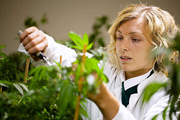 Image-17485
