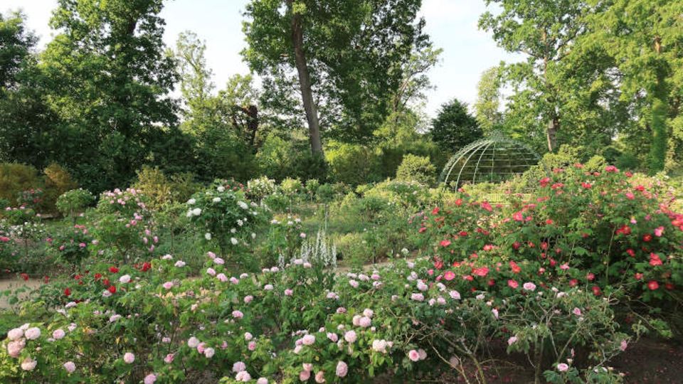 Rosengarten auf der Pfaueninsel
