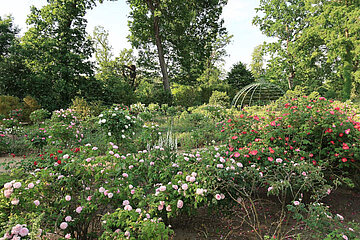 Rosengarten auf der Pfaueninsel