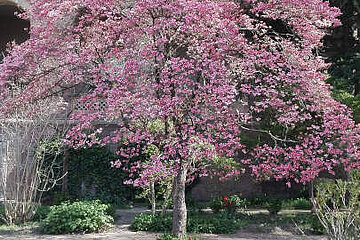Image-12950