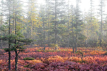 Bayerischer Wald