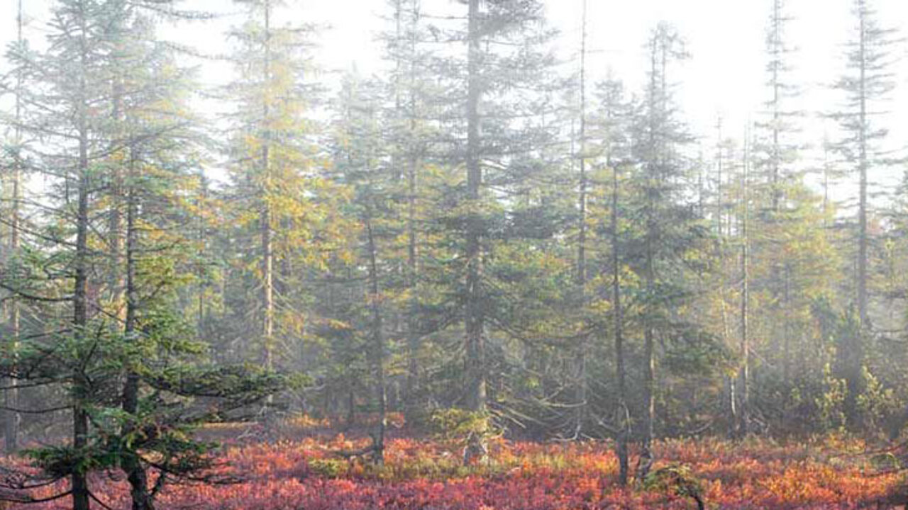 Bayerischer Wald