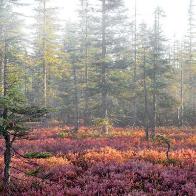 Bayerischer Wald