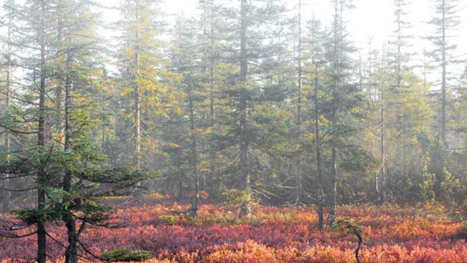 Bayerischer Wald