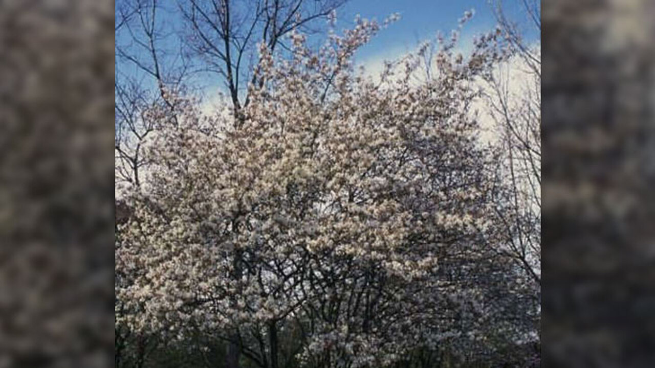 Felsenbirne