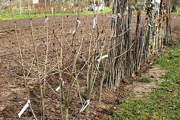 Gartenarbeit im Spätherbst