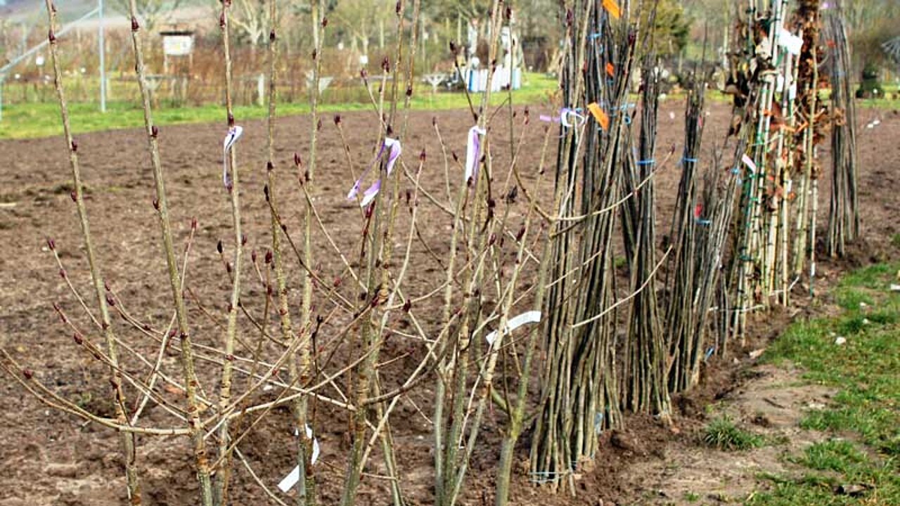 Gartenarbeit im Spätherbst