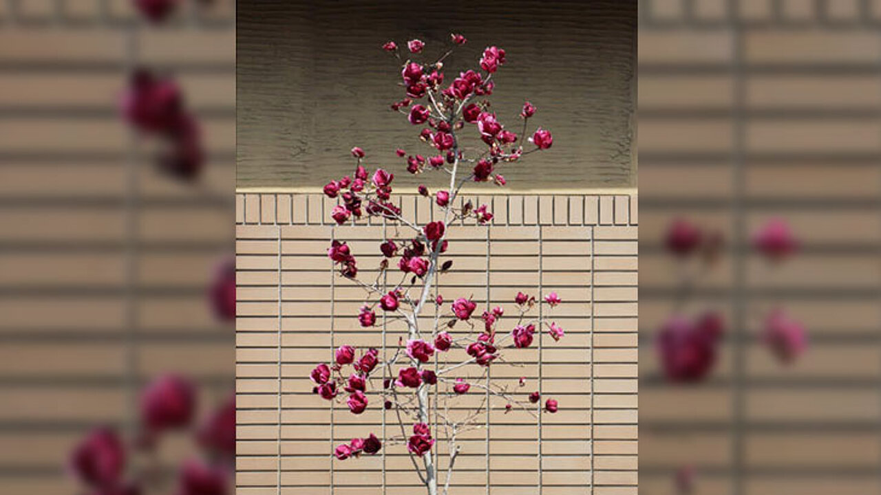 image-12456
