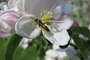 Image-18877