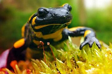 Feuersalamander