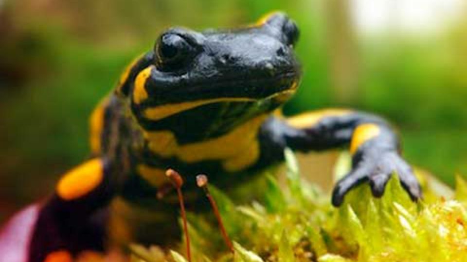 Feuersalamander