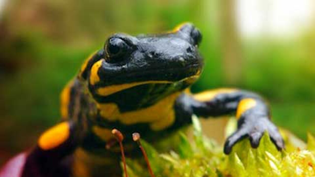 Feuersalamander