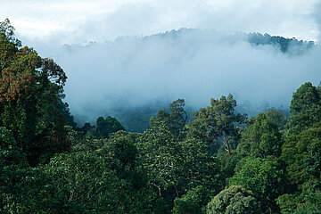 Wald in Malaysia