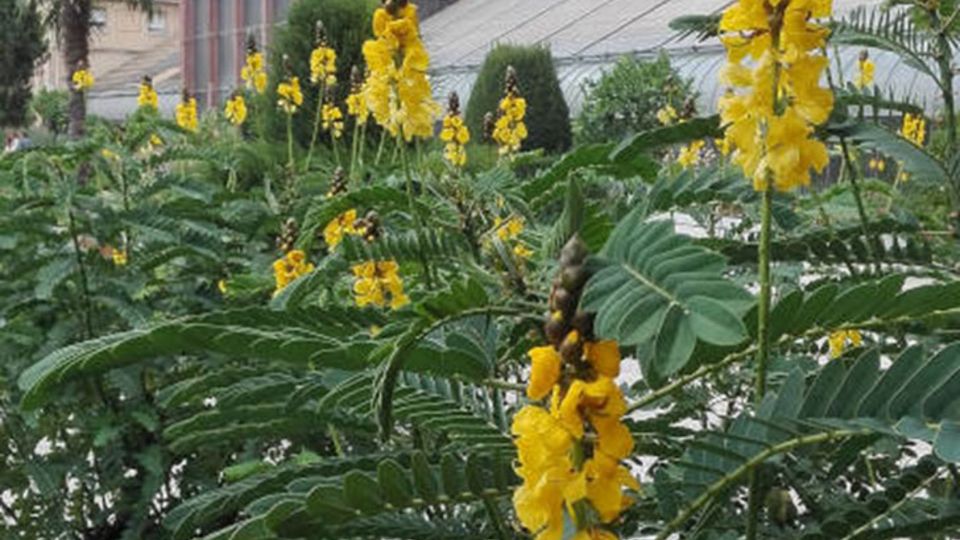 Botanischer Garten