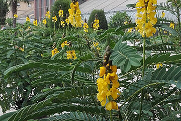 Botanischer Garten