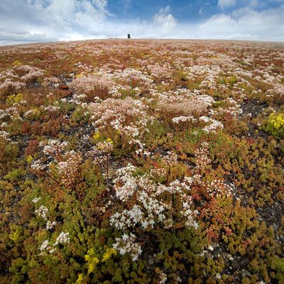 Sedumpflanzen