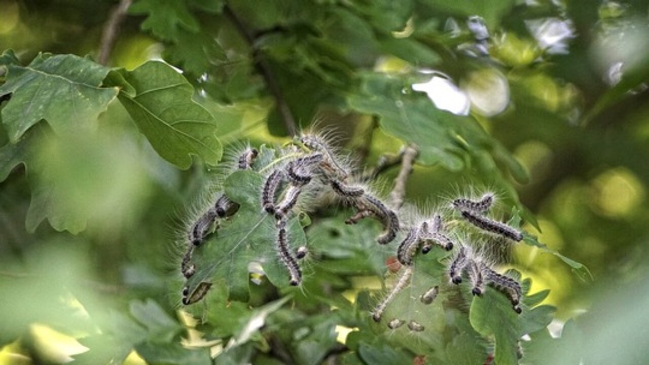 Kleine Raupe