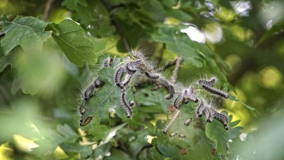 Kleine Raupe