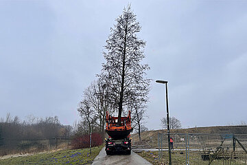 Großbaumverpflanzung