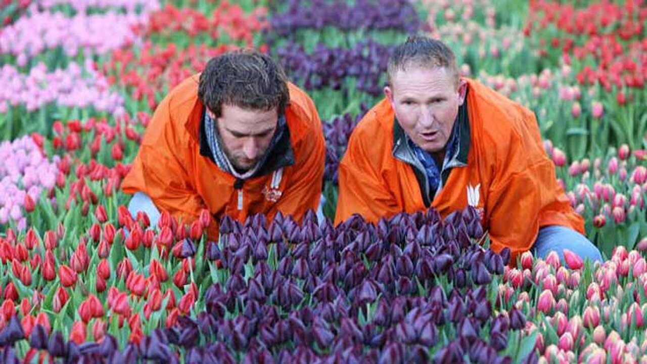 Tulpen