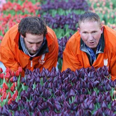 Tulpen
