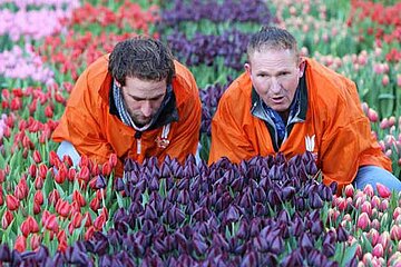 Tulpen