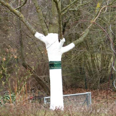 Weißanstrich Obstbäume
