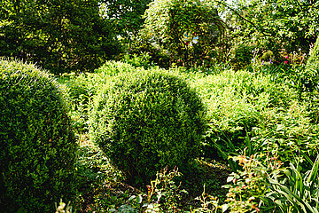 Buchsbaum