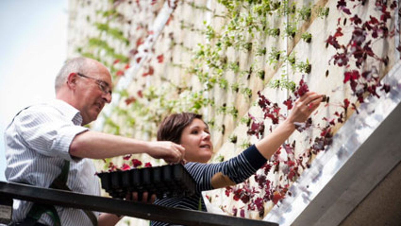 Fassaden-Begrünung