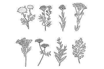 Invasive Arten