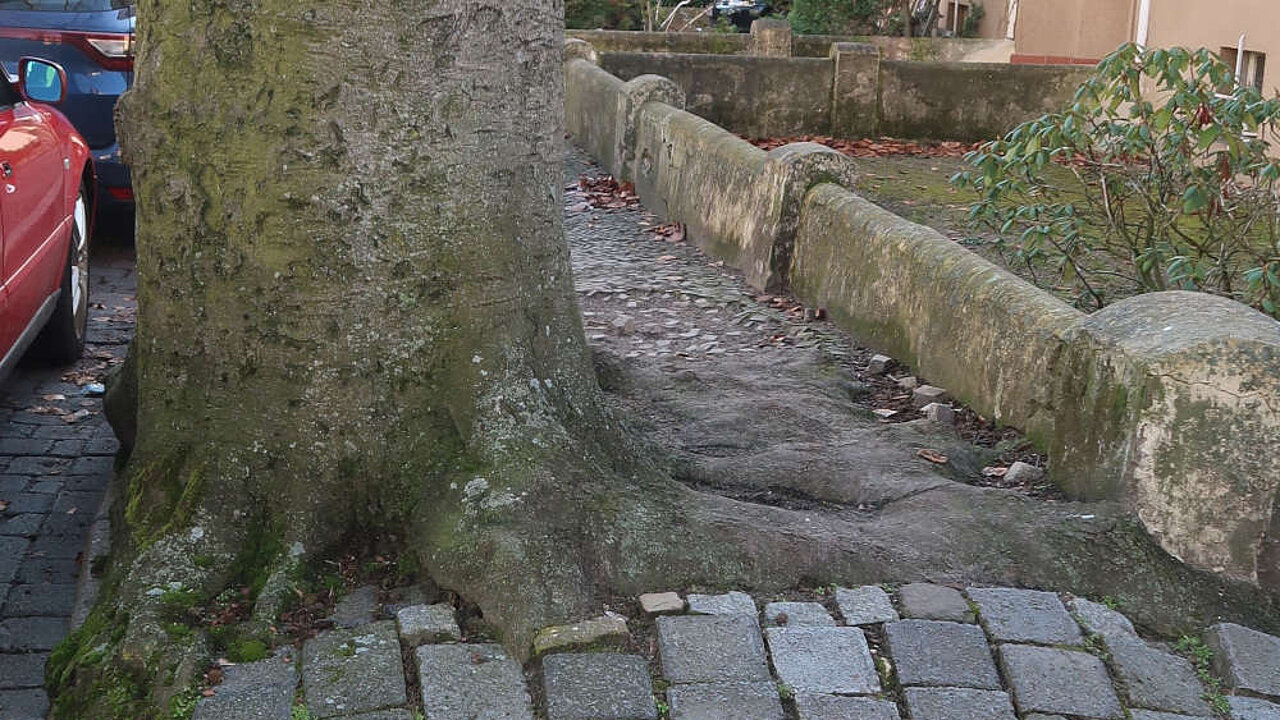 Baumwurzeln