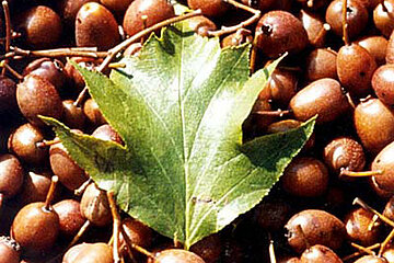 Blatt der Elsbeere