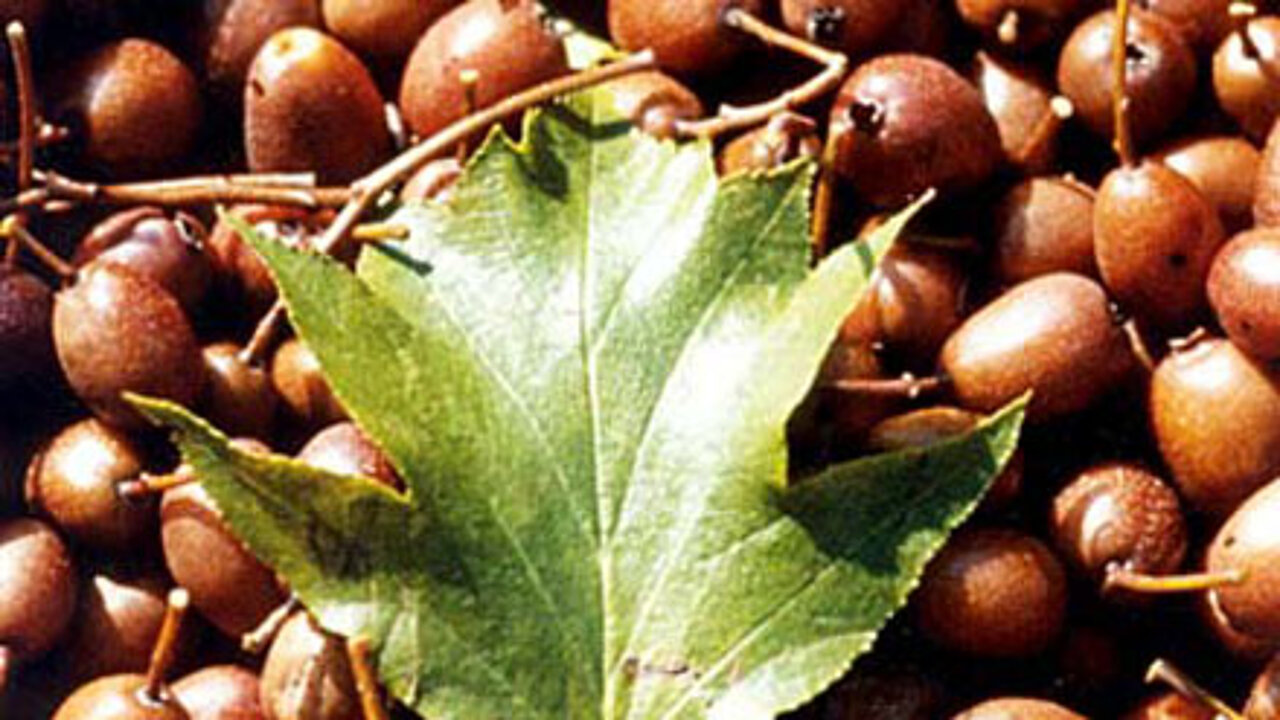 Blatt der Elsbeere
