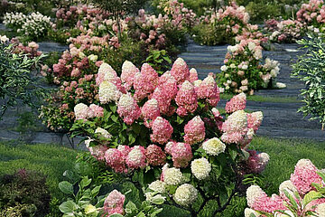 Hydrangea paniculata
