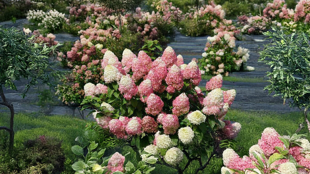 Hydrangea paniculata