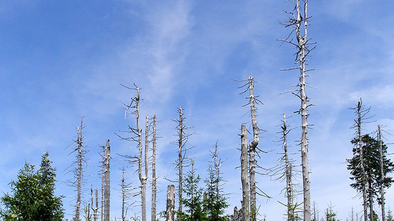 Waldschäden
